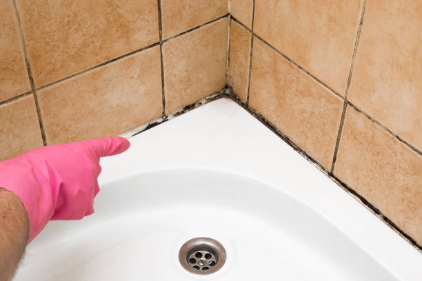 Best Black Mold Remediation in Laurence Harbor, NJ